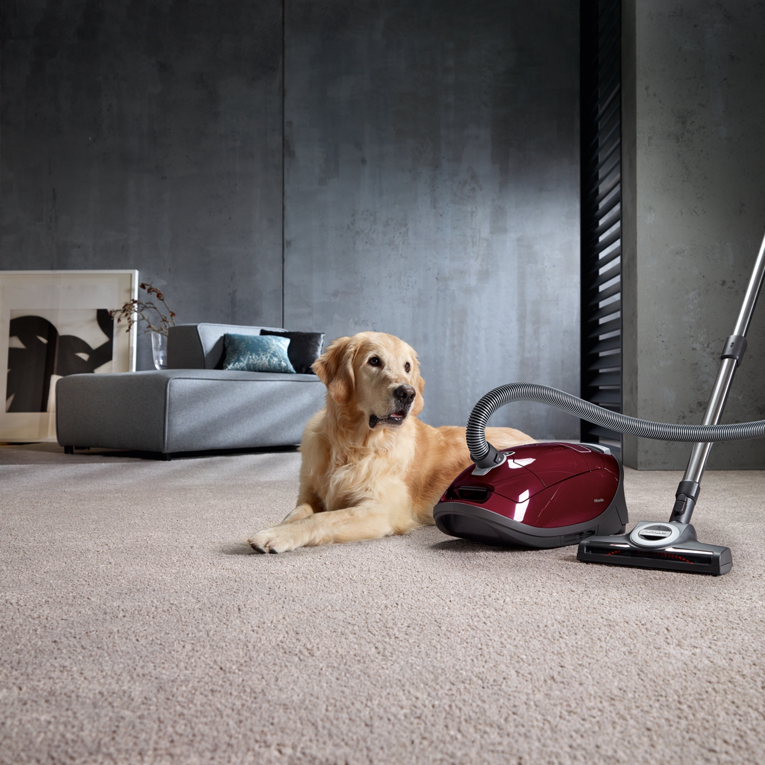 Miele C3CAT AND DOG Bagged Vacuum Cleaner-Tayberry Red - 4